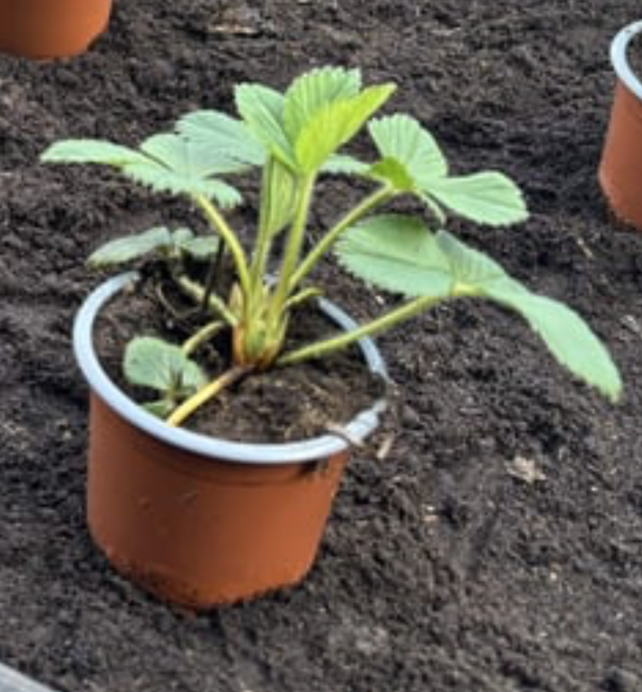 Jordbær planter