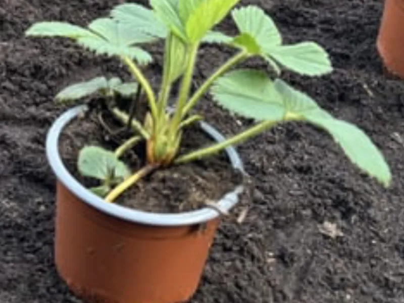 Jordbær planter