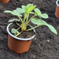 Jordbær planter